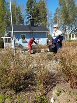 Liikenneympyrän kasvien huoltoa.